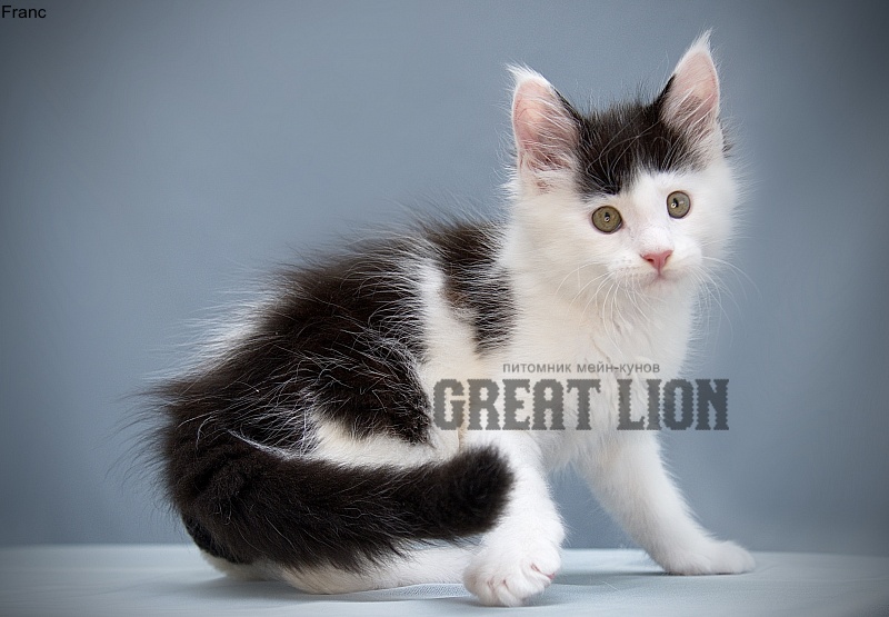 Franc Great Lion - Kitten maine-coon 1 month 3.5 weeks