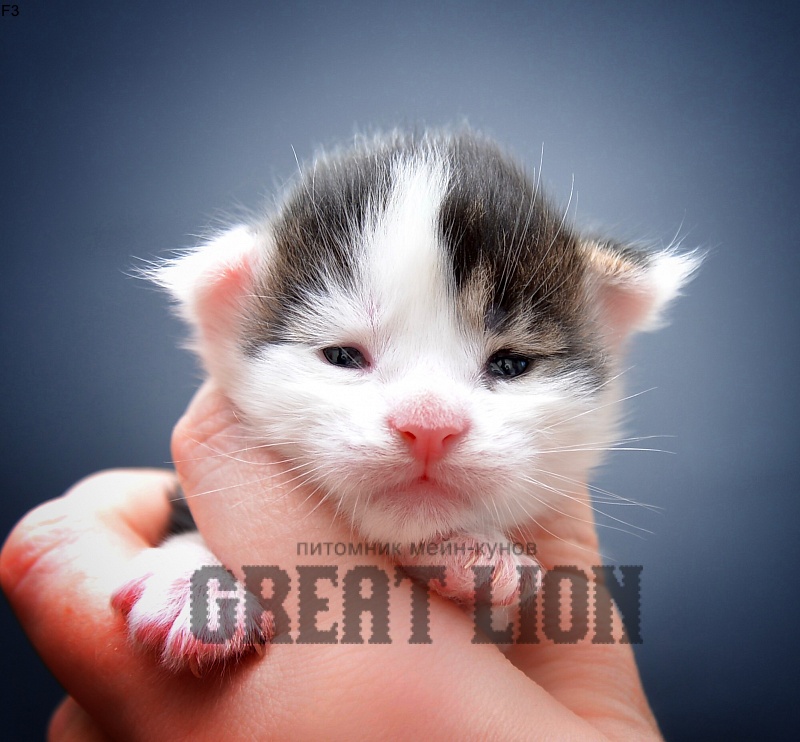Florin Great Lion - Kitten maine-coon