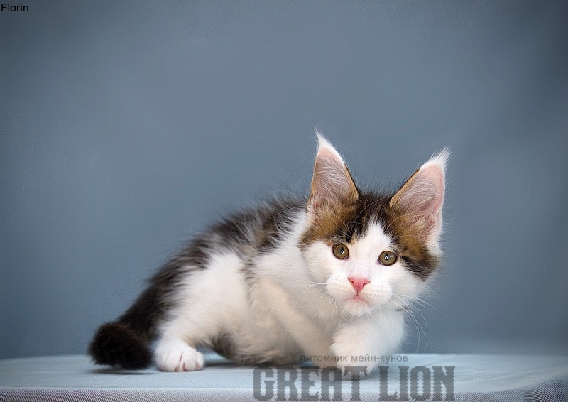 Florin Great Lion - Kitten maine-coon 2 months