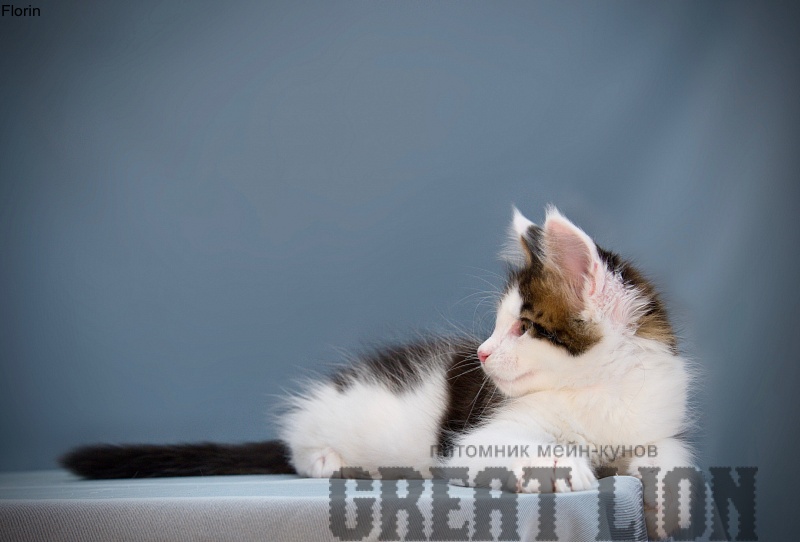 Florin Great Lion - Kitten maine-coon 2 months