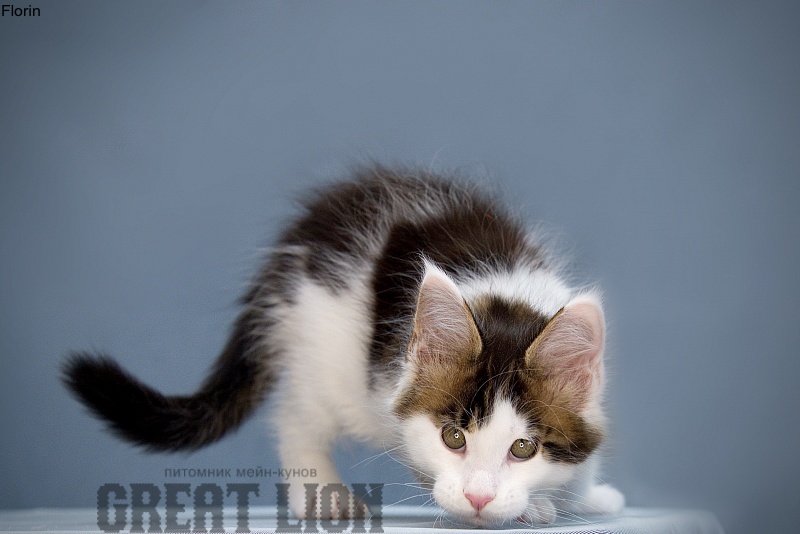 Florin Great Lion - Kitten maine-coon 1 month 3.5 weeks