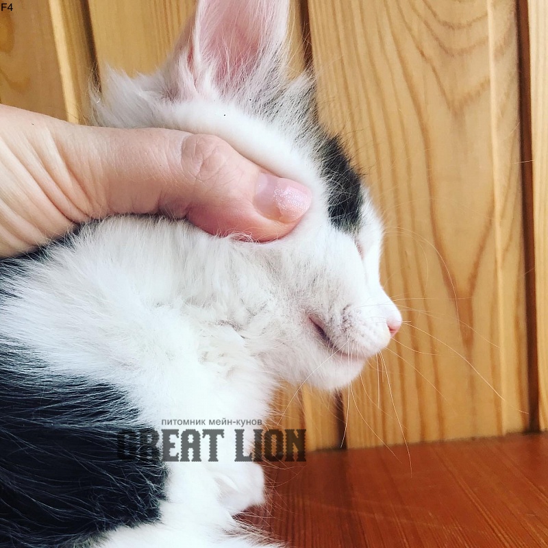 Future Great Lion - maine-coon