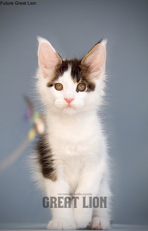 Future Great Lion - maine-coon