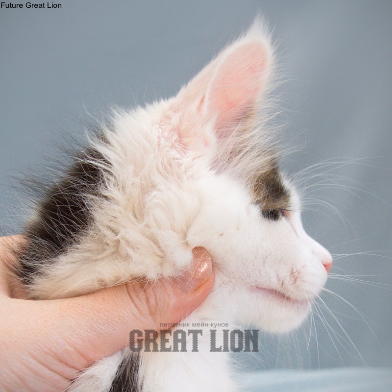 Future Great Lion - maine-coon