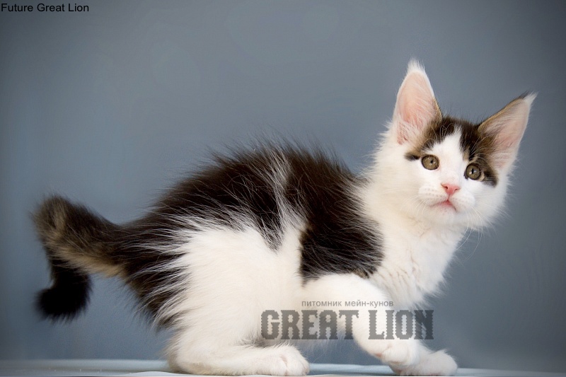Future Great Lion - maine-coon