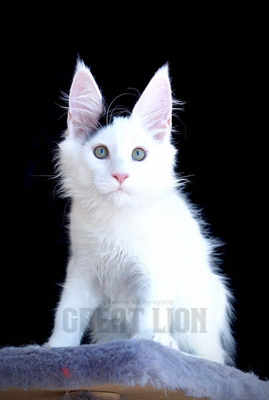 Goodwin Great Lion - Kitten maine-coon 2 months 3 weeks