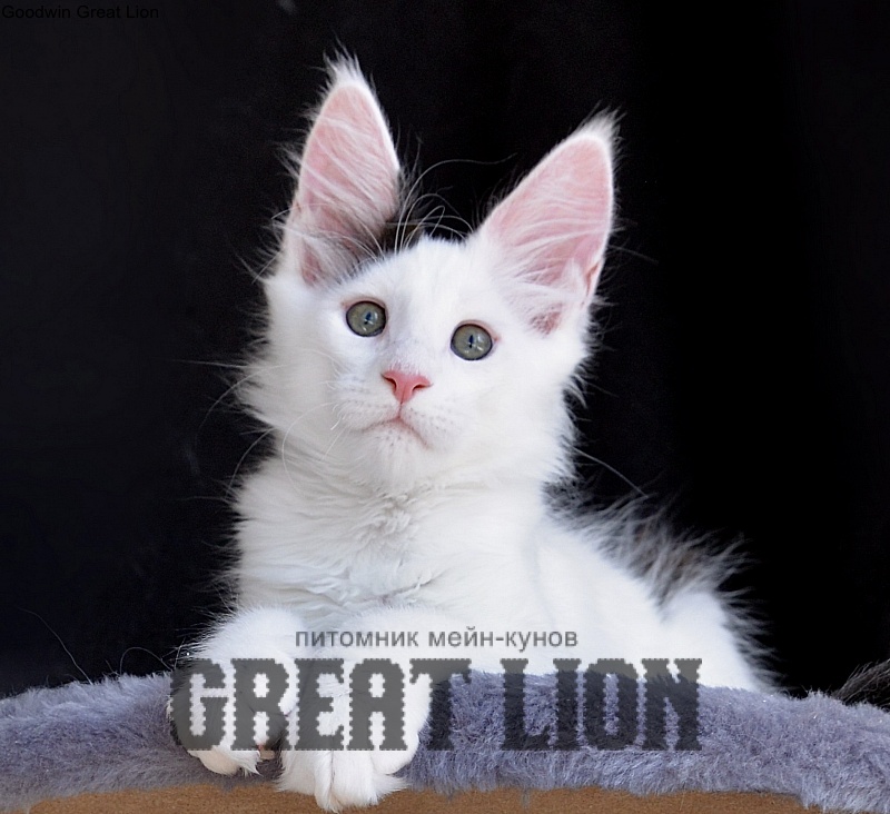 Goodwin Great Lion - Kitten maine-coon 2 months 0.5 weeks