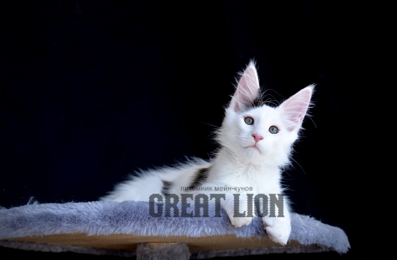 Goodwin Great Lion - Kitten maine-coon 2 months 0.5 weeks