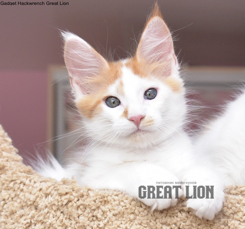 Gadget Hackwrench Great Lion - Kitten maine-coon 2 months 0.5 weeks