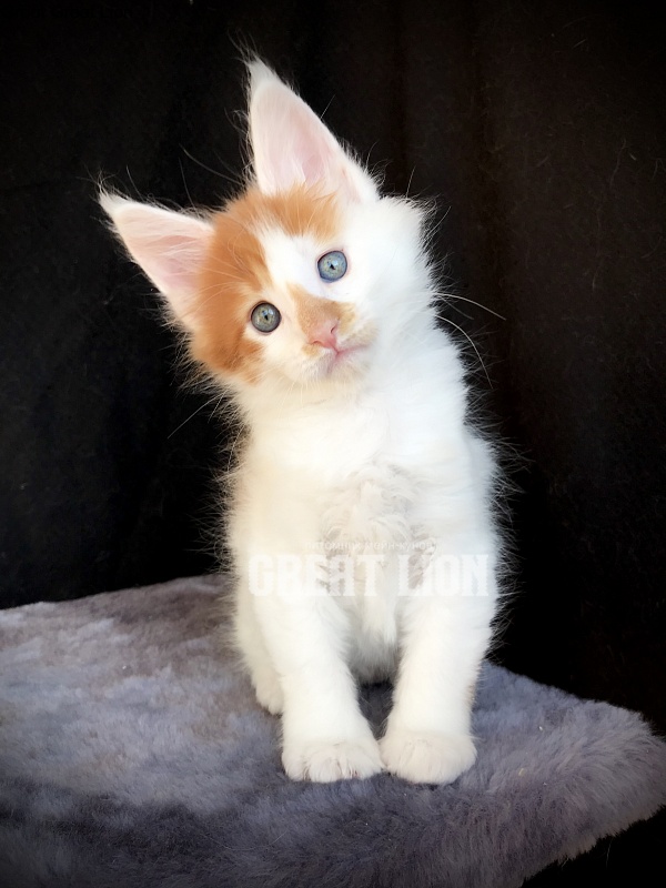 Groot Great Lion - Kitten maine-coon 1 month 2 weeks