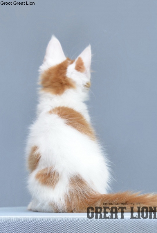 Groot Great Lion - Kitten maine-coon 1 month 3.5 weeks