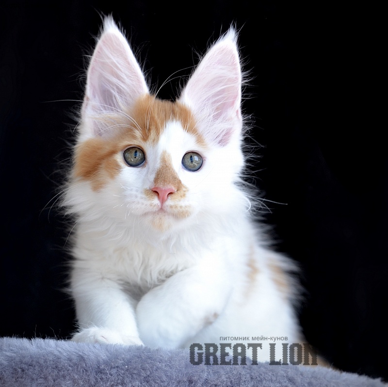 Groot Great Lion - Kitten maine-coon 2 months