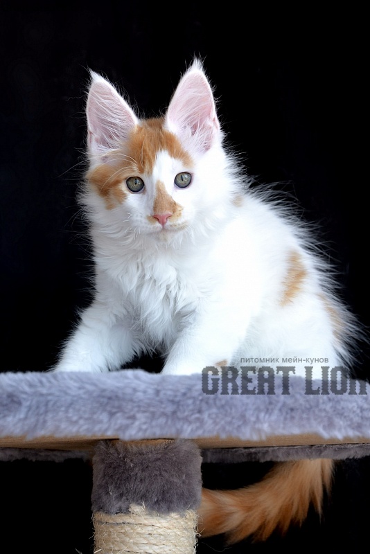 Groot Great Lion - Kitten maine-coon 2 months