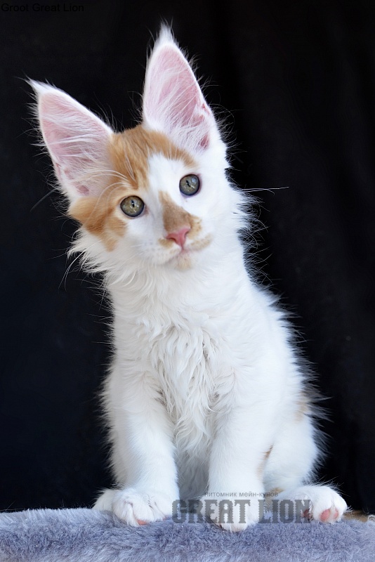 Groot Great Lion - Kitten maine-coon 2 months 0.5 weeks