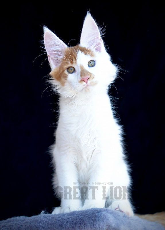 Groot Great Lion - Kitten maine-coon 2 months 3 weeks