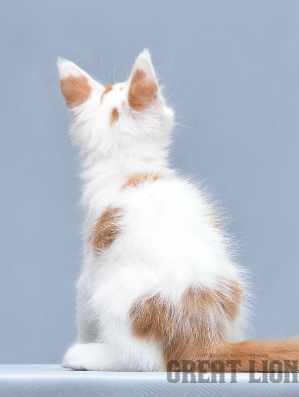 Gulliver Great Lion - Kitten maine-coon 1 month 3.5 weeks