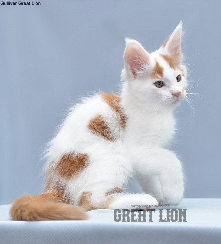 Gulliver Great Lion - Kitten maine-coon 1 month 3.5 weeks