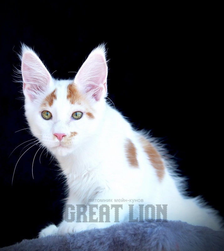 Gulliver Great Lion - maine-coon