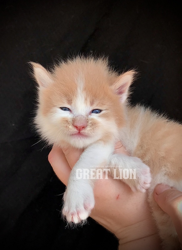 Happiness Great Lion - Kitten maine-coon 2.5 weeks