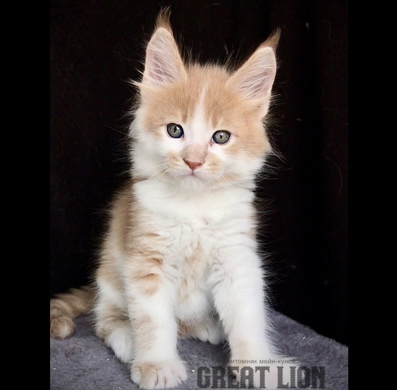 Happiness Great Lion - Kitten maine-coon 1 month 2.5 weeks