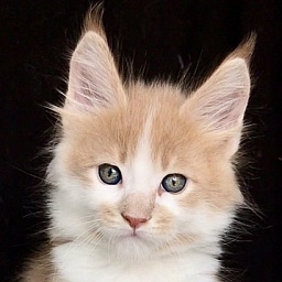 Happiness Great Lion