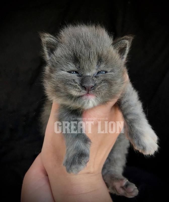 Harmony Great Lion - Kitten maine-coon 2.5 weeks