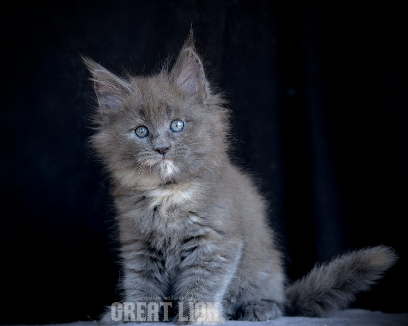 Harmony Great Lion - Kitten maine-coon 1 month 1.5 week