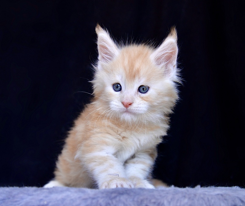 Ice Cream Great Lion - Kitten maine-coon 1 month