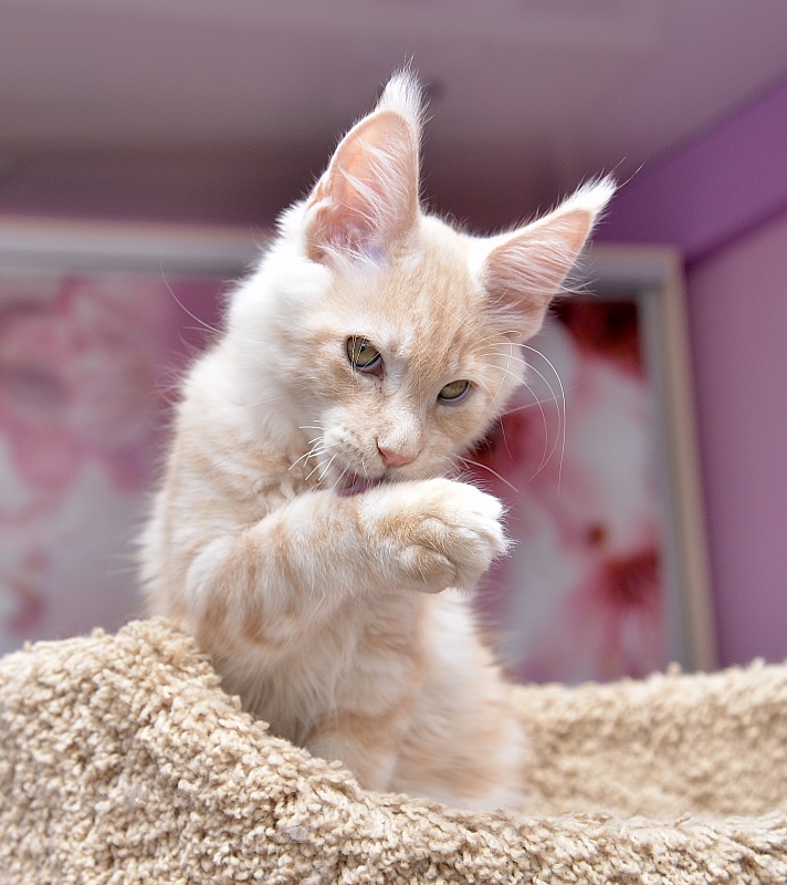 Ice Cream Great Lion - Kitten maine-coon 3 months 0.5 weeks