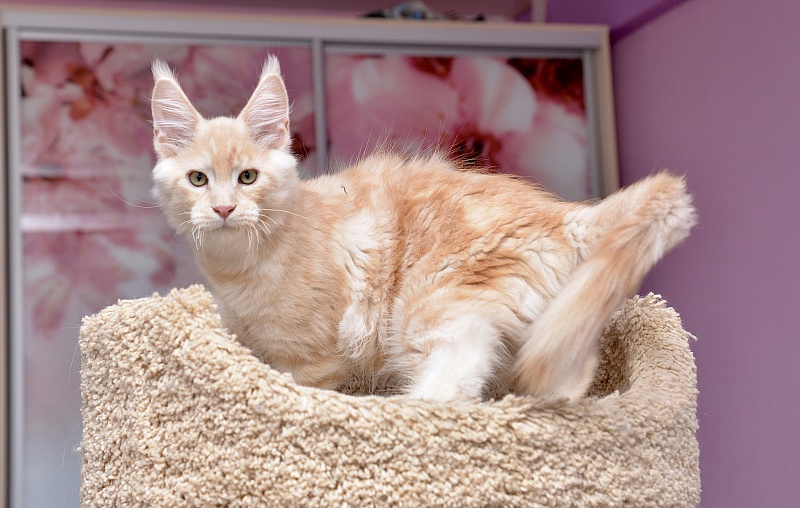 Ice Cream Great Lion - Kitten maine-coon 3 months 0.5 weeks