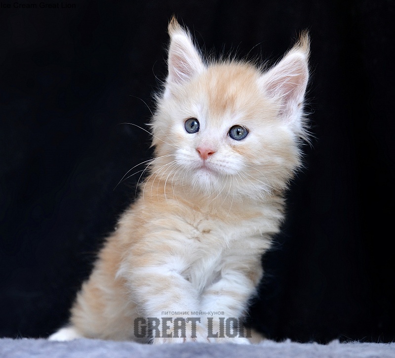 Ice Cream Great Lion - Kitten maine-coon 1 month