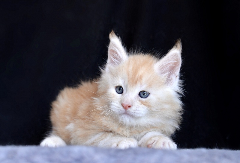 Ice Cream Great Lion - Kitten maine-coon 1 month