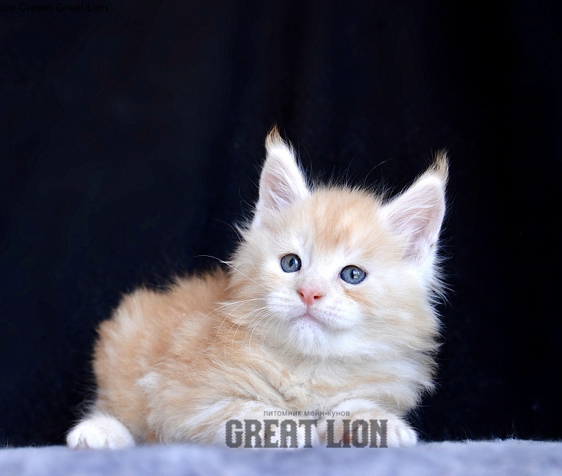 Ice Cream Great Lion - Kitten maine-coon 1 month