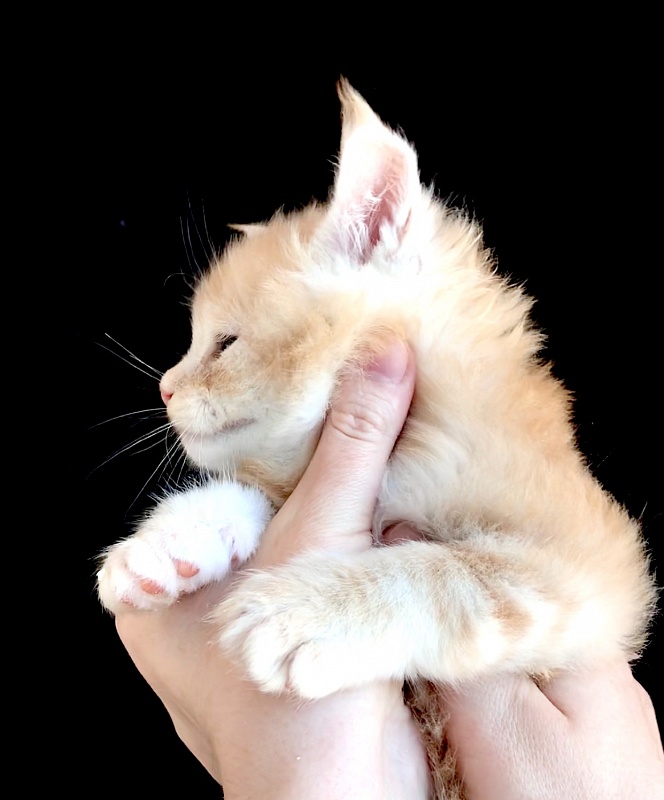 Ice Cream Great Lion - Kitten maine-coon 1 month 1 week