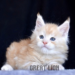 Ice Cream Great Lion