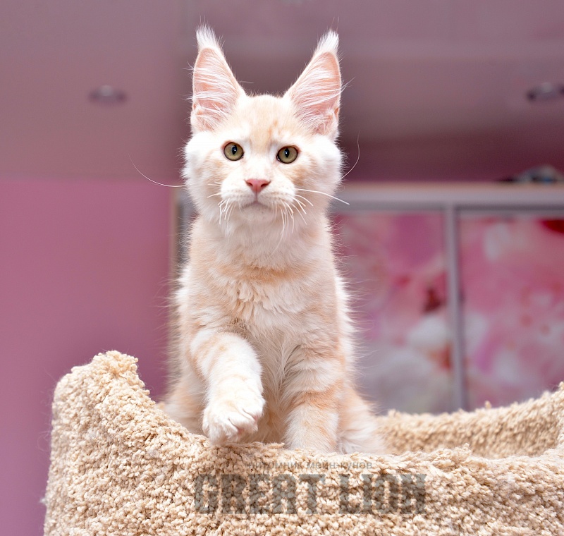 Ice Cream Great Lion - Kitten maine-coon 3 months 0.5 weeks