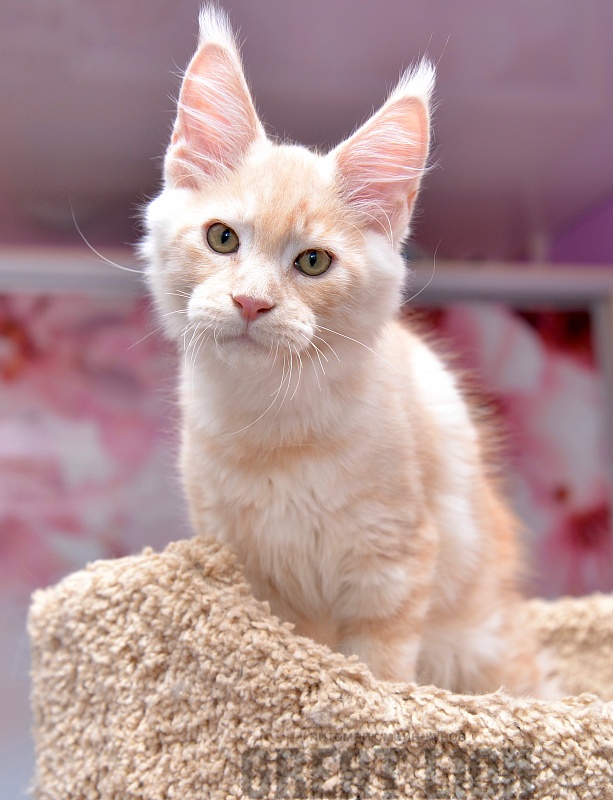 Ice Cream Great Lion - Kitten maine-coon 3 months 0.5 weeks