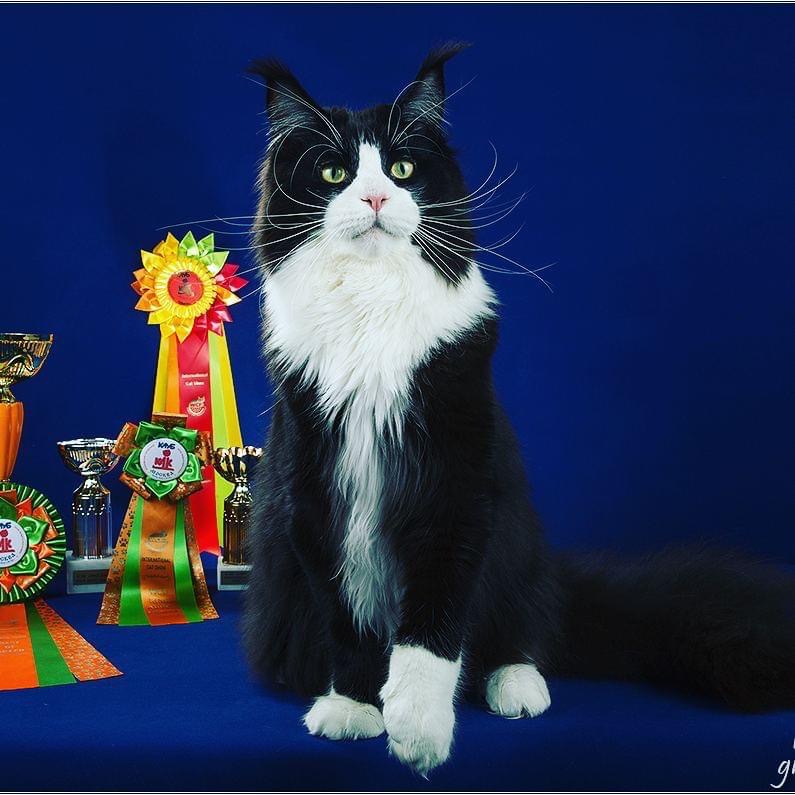 Luxe Pryanik - maine-coon