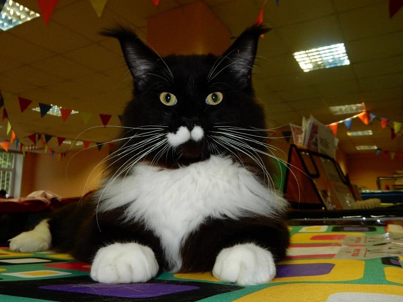 Nicon Wariwat - maine-coon