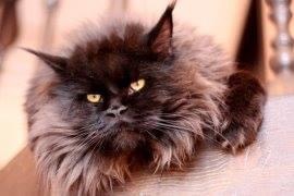 Summerplace Aramis - maine-coon