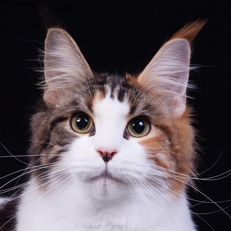 Regina Larenda, CZ - мейн-кун