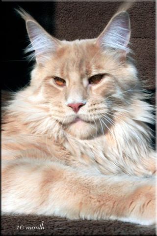 Summerplace Hit the Road Jack - maine-coon