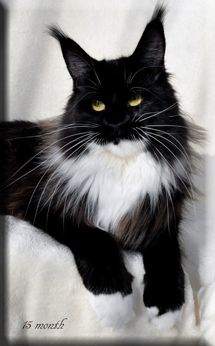 Summerplace Ka-Sumi - мейн-кун