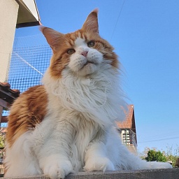 IT*Theseus Di Gatt'Opera