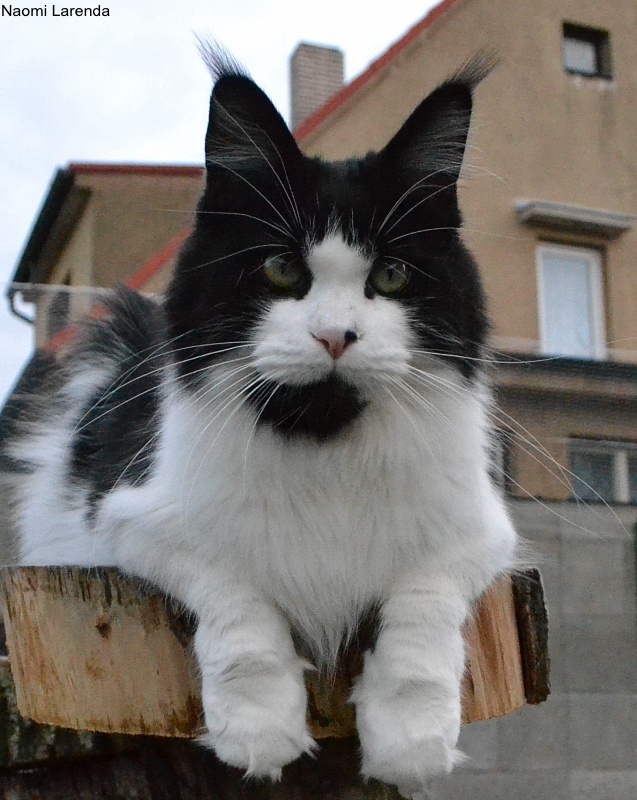 Naomi Larenda - maine-coon
