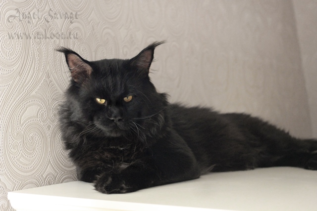 Summerplace Achat - maine-coon 09/04/2014