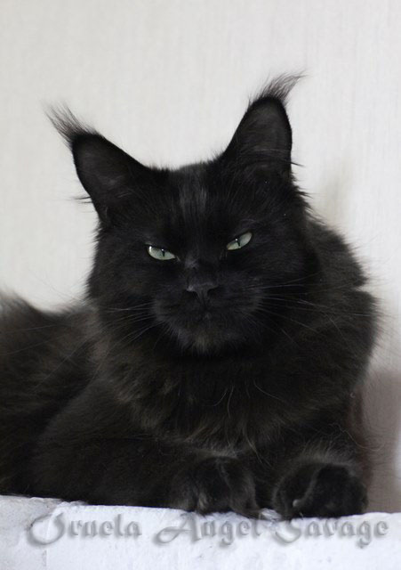 Ornela Angel Savage - maine-coon 05/16/2015