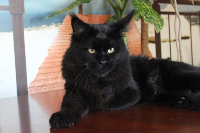 Respectcoon Tamango Grand - maine-coon