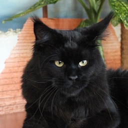 Respectcoon Tamango Grand