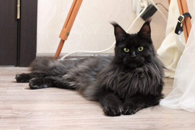 Gatto Nero Angel Savage - maine-coon 02/09/2014